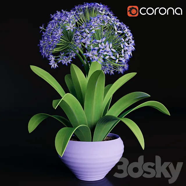 Scilla peruviana 3DModel