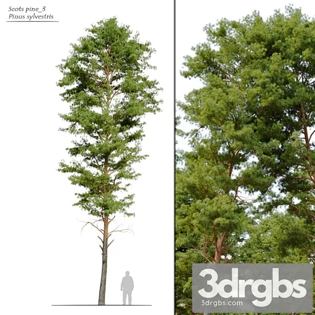 Scots Pine 3 1 3D Model Download