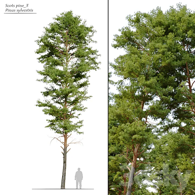 Scots pine 3 3D Model