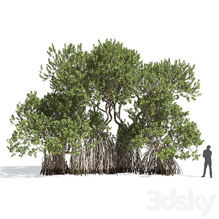Sea Avicenia (Avicennia marina) 3D Model Free