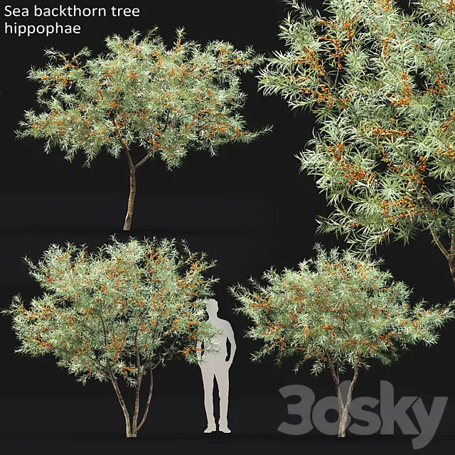 Sea Buckthorn | Hippophae # 1 3D Model