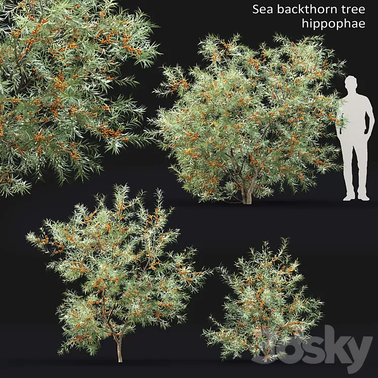 Sea Buckthorn | Hippophae # 2 3D Model