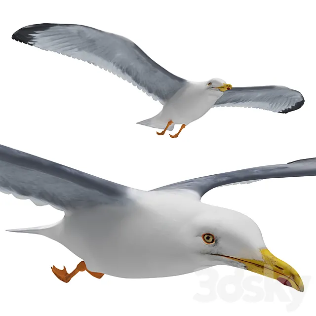 Seagull in flight 3DModel