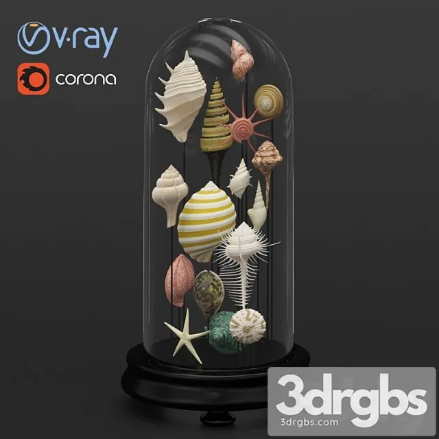 Seashell Decorative 1 3D Model Free