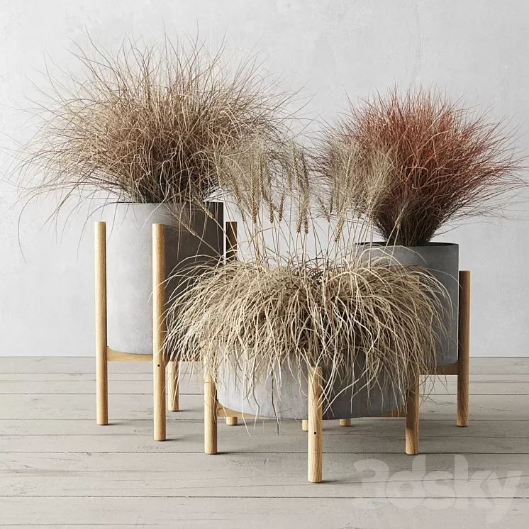 Sedge in concrete pots 3D Model