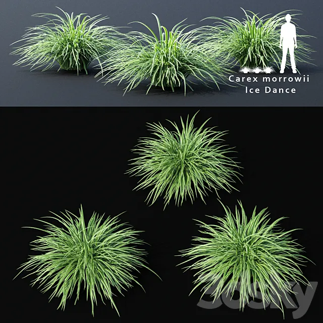 Sedge morrova | Carex morrowii Ice Dance ornamental grass 3D Model