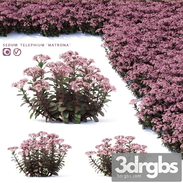 Sedum Flowers Sedum Telephium Matrona 3D Model Free