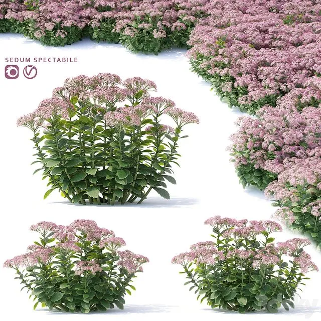 Sedum prominent Flowers 3D Model