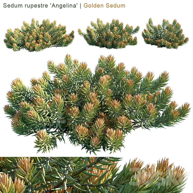 "Sedum rupestre ""Angelina"" | Golden sedum" 3D Model