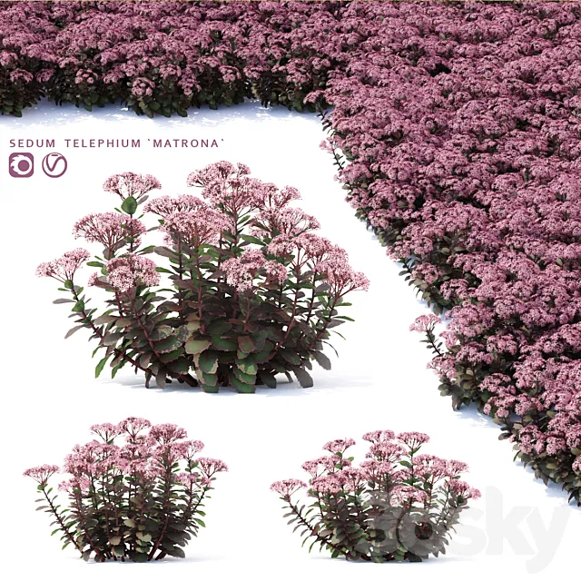 Sedum stonecrop flowers | Sedum telephium matrona 3D Model