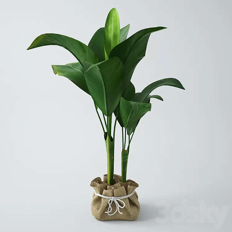 Seedling of bananas 3D Model