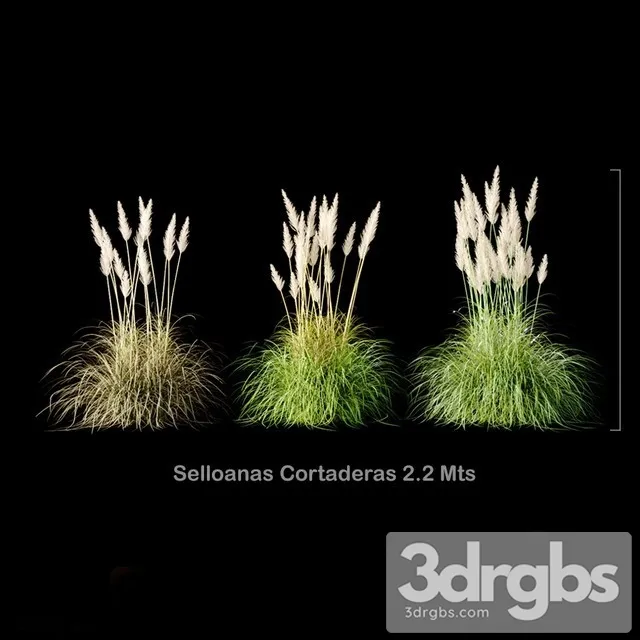 Selloanas Cortaderas Medium 3D Model Free