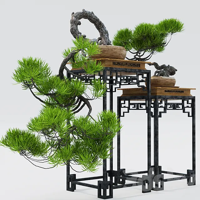 Semi bonsai 3D Model