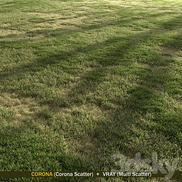 Semi Dry Grass 3D Model