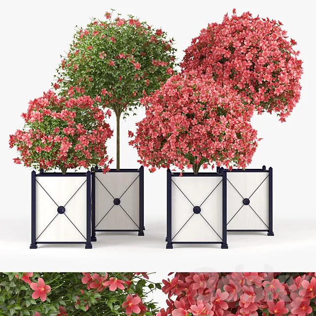 Seminole Pink Hibiscus 3DModel