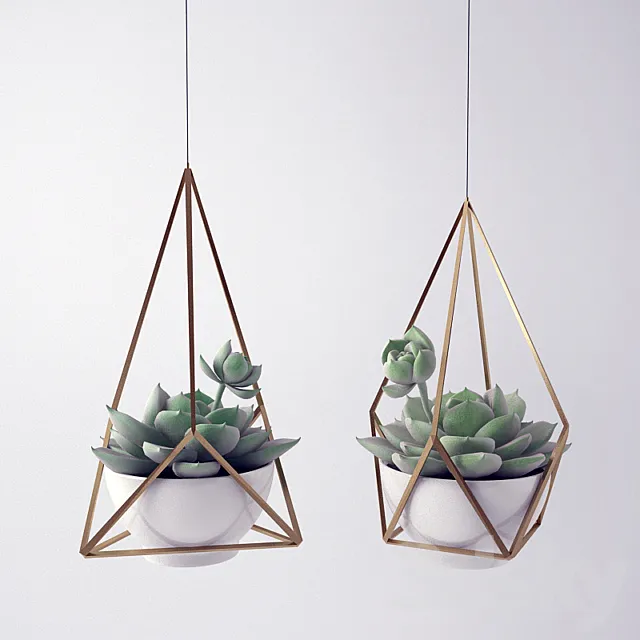 Sempervivum _ Stone Rose _ young 3DModel