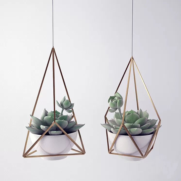 Sempervivum / Stone Rose / young 3D Model