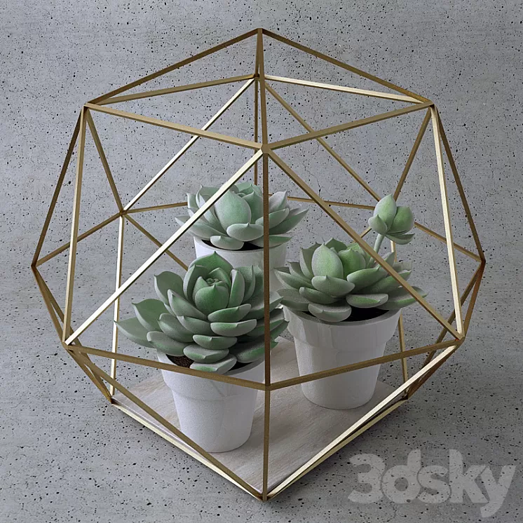 Sempervivum / Stone Rose / young 3D Model