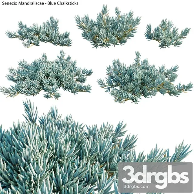 Senecio mandraliscae - blue chalksticks - 01