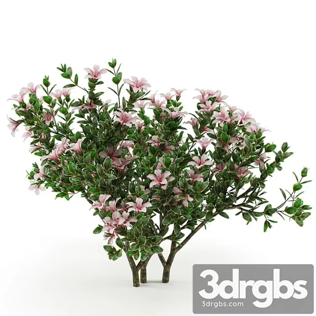 Serissa Foetida Flora 3D Model Free