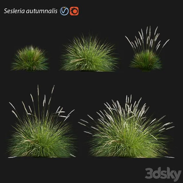 Sesleria autumnalis Autumn moor grass 3D Model