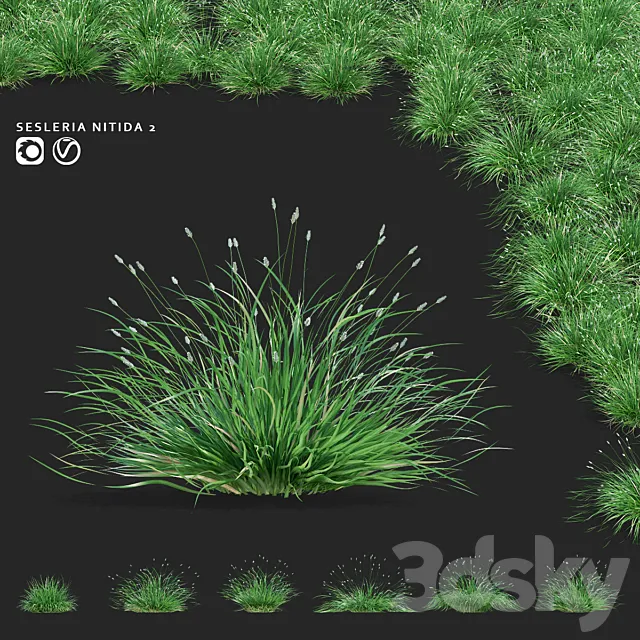 Sesleria brilliant ornamental grasses | Sesleria nitida 2 3D Model
