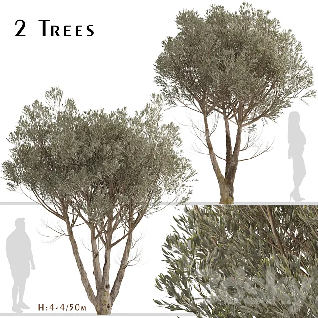 Set of Acacia Aneura Trees (True Mulga) (2 Trees) Free Download