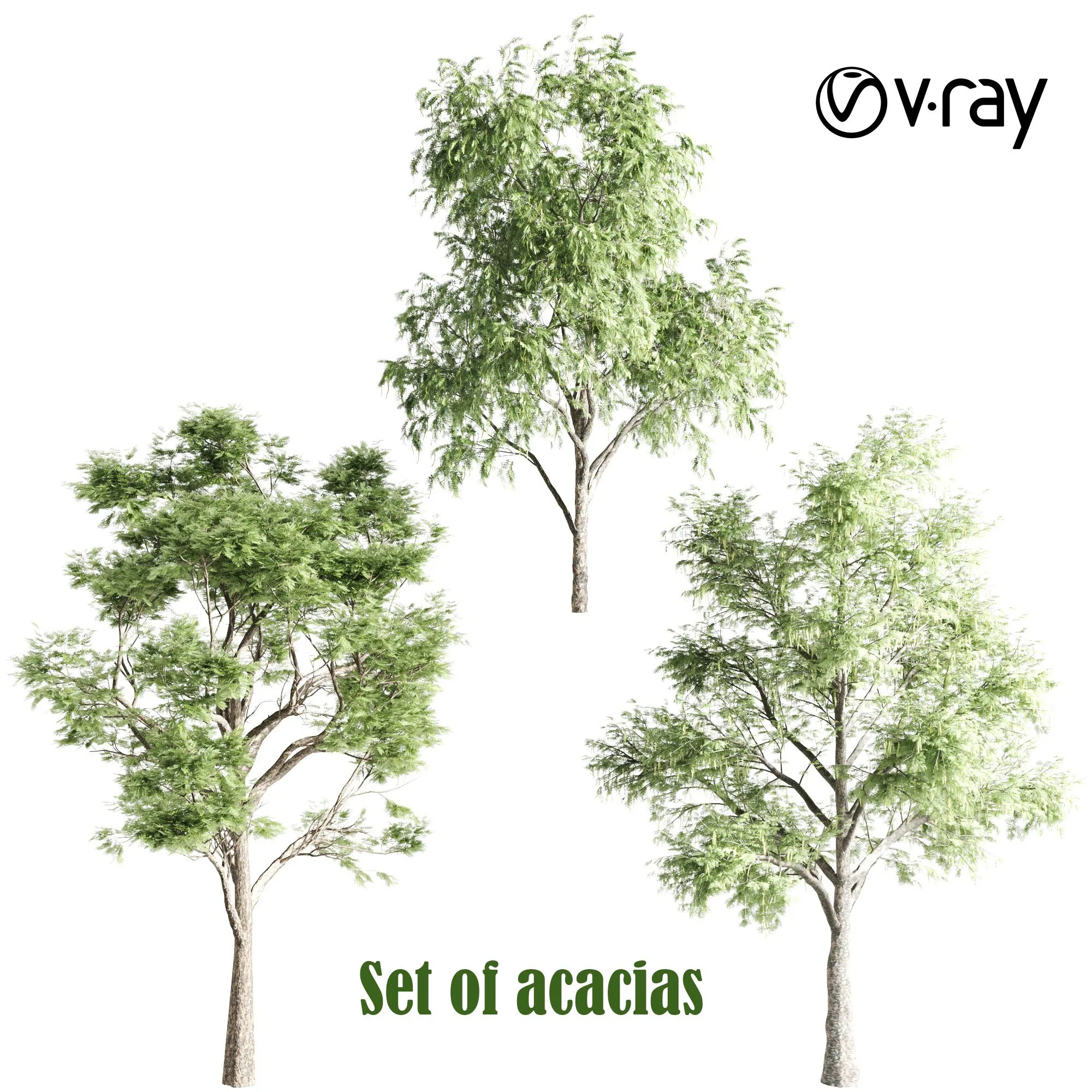 Set of acacias Free Download