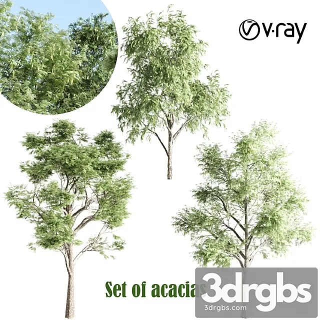 Set Of Acacias Vray 3D Model Free
