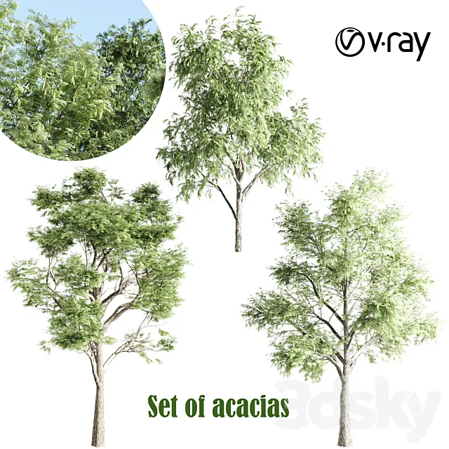 set of acacias-vray 3DModel