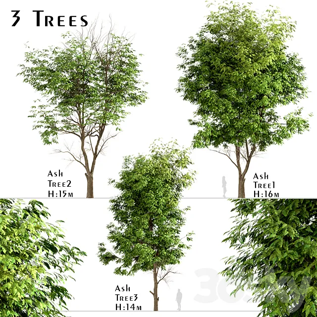 Set of Ash Trees (Fraxinus) (3 Trees) Free Download