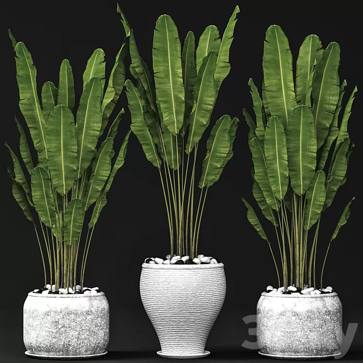 Set of banana trees Strelitzia pot bush flowerpot decorative 3D Model Free