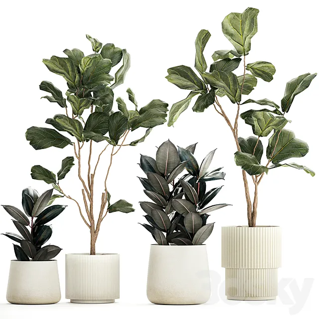 Set of beautiful trees in pots Ficus lyre Ficus Lyrata and Ficus elastica Ficus Robusta. 1244 3D Model