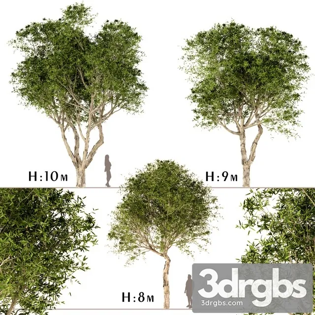 Set of Broad Leaved Paperbark Trees 3D Model Free