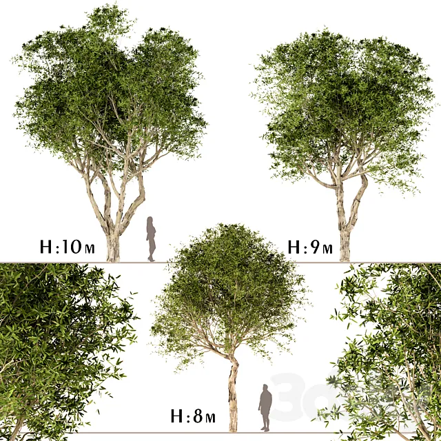 Set of Broad Leaved Paperbark Trees (Melaleuca Quinquenervia) (3 Trees) Free Download