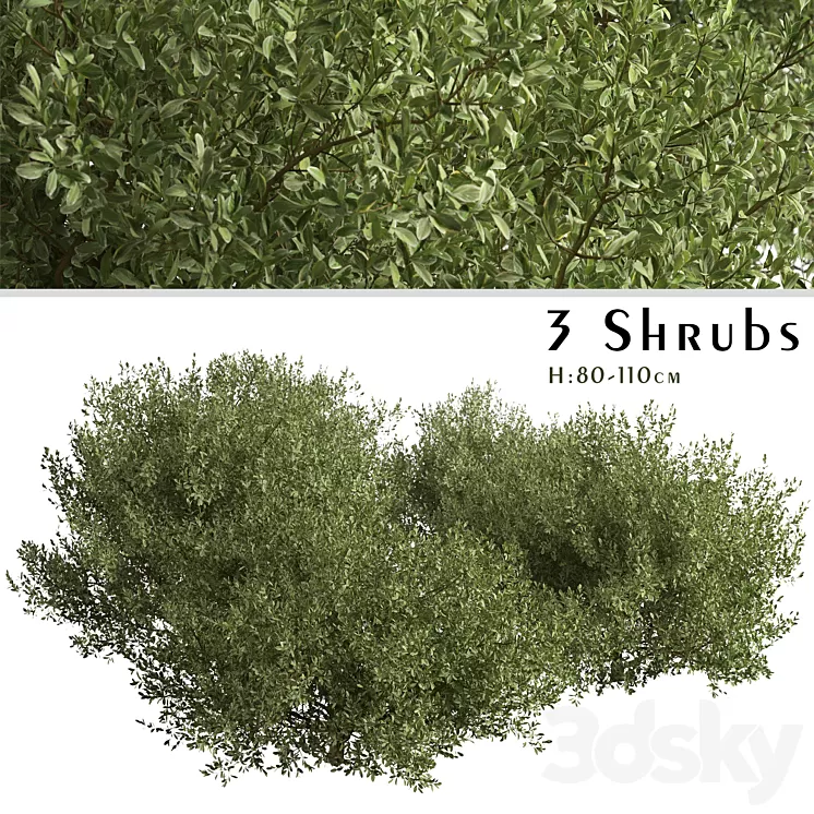 Set of Buxus bodinieri Shrubs (Buxus) (3 Shrubs) 3D Model