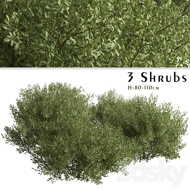 Set of Buxus bodinieri Shrubs (Buxus) (3 Shrubs) 3DModel
