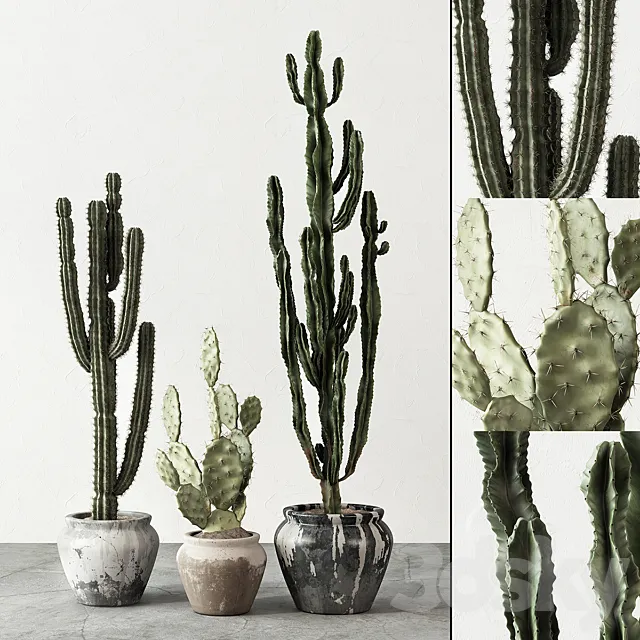 Set of Cactuses 3DModel