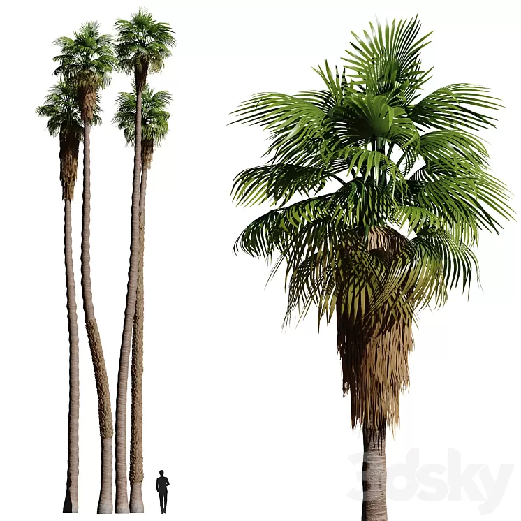 Set of California fan palm trees (Washingtonia palms) 3D Model