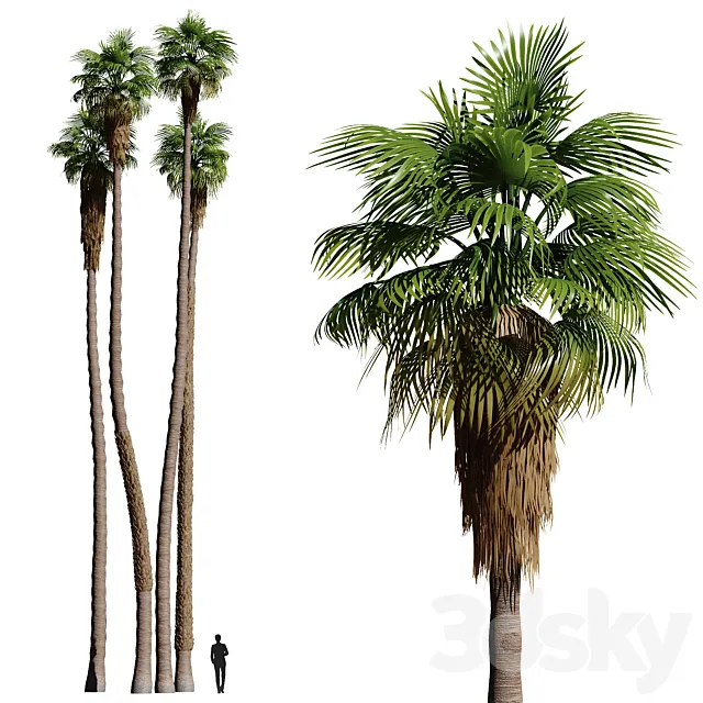 Set of California fan palm trees (Washingtonia palms) 3D Model