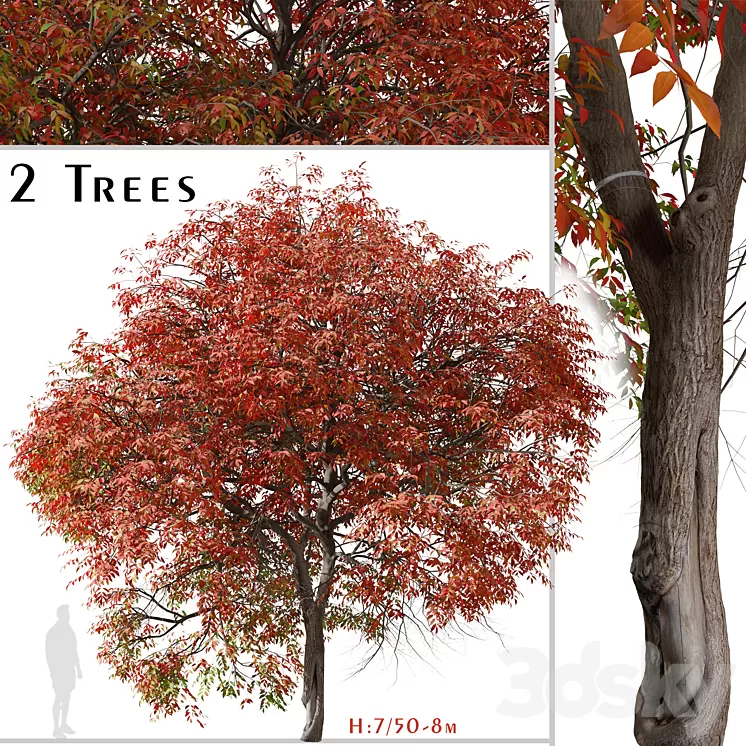 Set of Chinese pistache Tree (Pistacia chinensis) (2 Trees) 3D Model Free