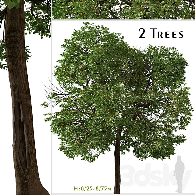 Set of Cordia sebestena Tree ( Geiger tree ) (2 Trees) Free Download