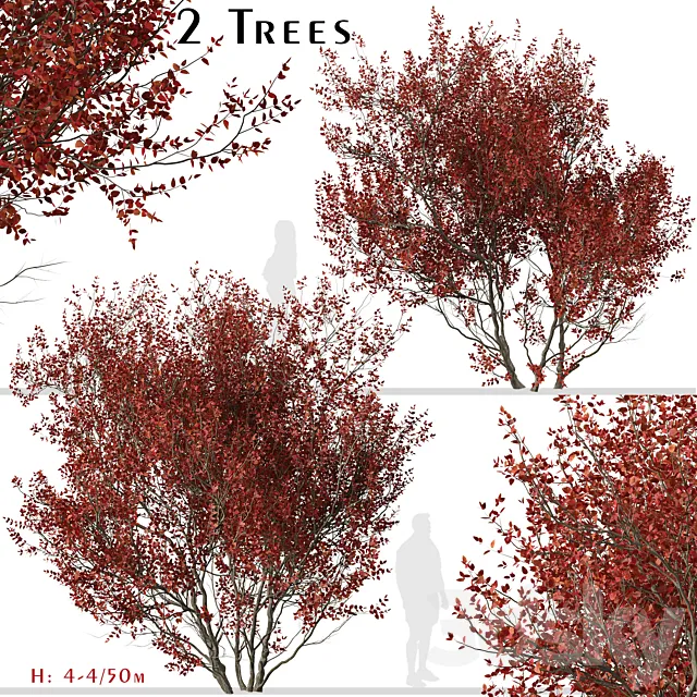 Set of Cotinus Grace Trees (Smoke Tree) (2 Trees) 3D Model