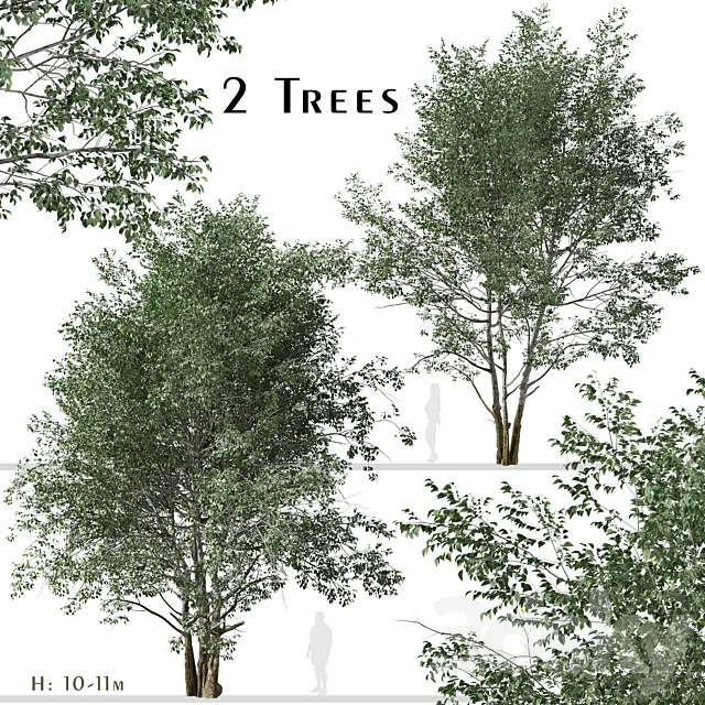 Set of Downy Birch Trees (Betula pubescens) (2 Trees) 3DModel