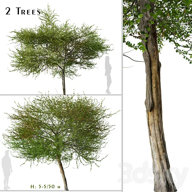 Set of English Hawthorn Tree (Crataegus monogyna) (2 Trees) 3D Model