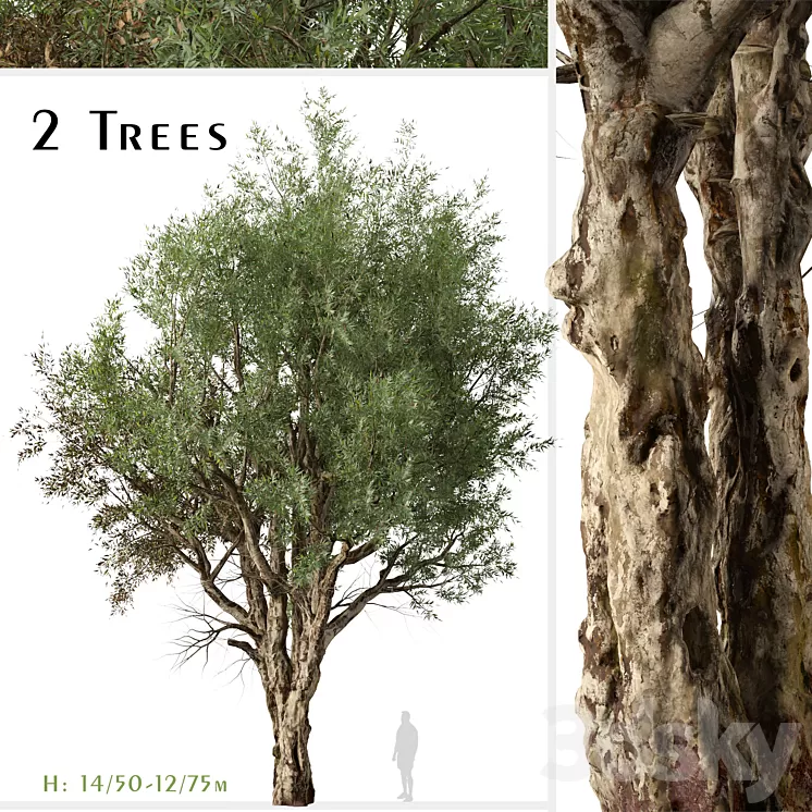 Set of Eucalyptus Camaldulensis Tree (River Red Gum) (2 Trees) 3D Model