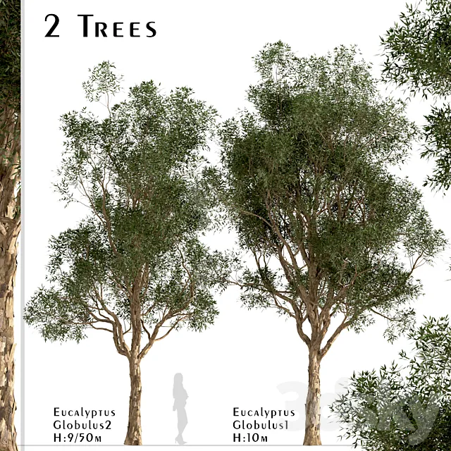 Set of Eucalyptus Globulus Trees (Blue gum) (2 Trees) 3D Model
