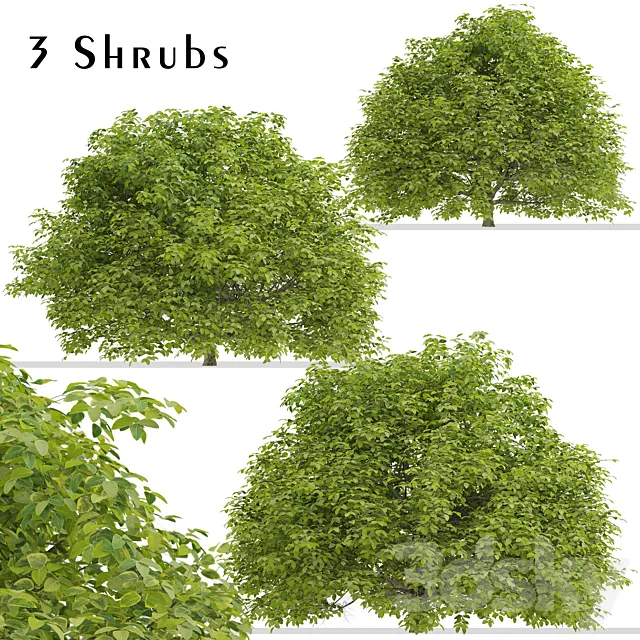 Set of Euonymus japonicus Shrubs (Evergreen spindle) (3 Shrubs) 3D Model
