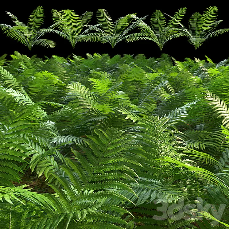 Set of ferns 3D Model