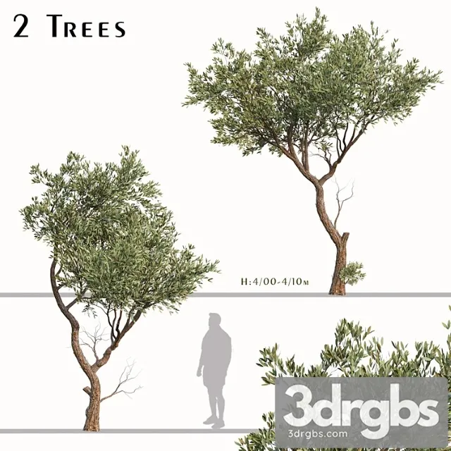 Set Of Fruitless Olive Trees Olea Europaea 2 Trees 3D Model Free